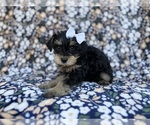 Small #4 Schnauzer (Miniature)