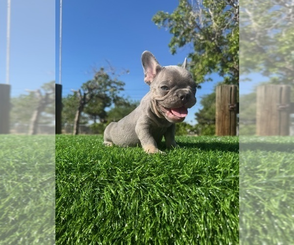 Medium Photo #2 French Bulldog Puppy For Sale in NEWPORT BEACH, CA, USA