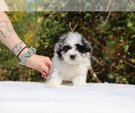 Small #10 ShihPoo