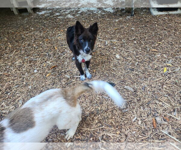 Medium Photo #5 Mutt Puppy For Sale in Paso Robles, CA, USA