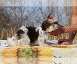 Small #12 Shih Tzu