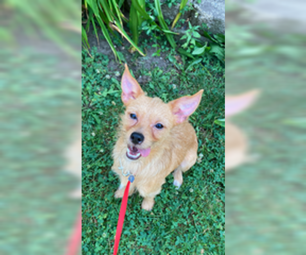 Medium Photo #1 Cairn Terrier-Unknown Mix Puppy For Sale in Mukwonago, WI, USA