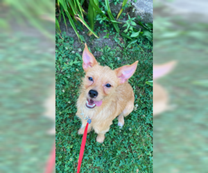 Cairn Terrier-Unknown Mix Dogs for adoption in Mukwonago, WI, USA