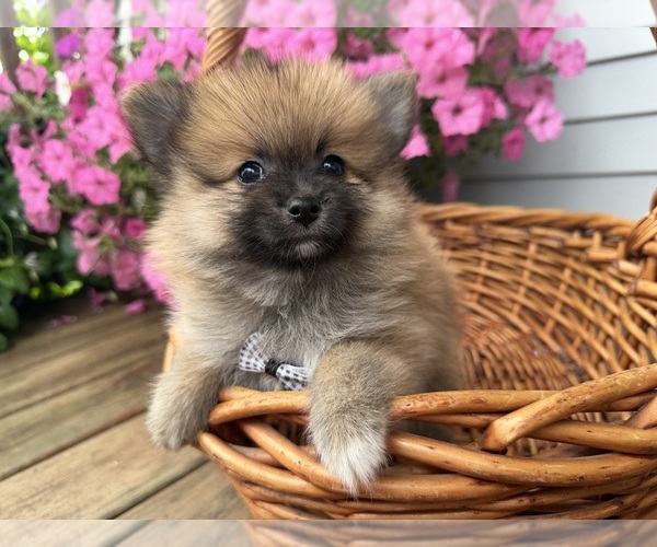 Medium Photo #12 Pomeranian Puppy For Sale in ATHENS, WI, USA