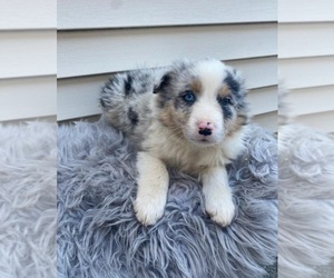 Australian Shepherd Puppy for sale in INDIANAPOLIS, IN, USA