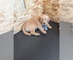 Small #4 English Cream Golden Retriever