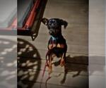 Small #1 Miniature Pinscher