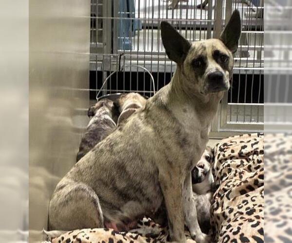 Medium Photo #1 Texas Heeler-Unknown Mix Puppy For Sale in Bakersfield, CA, USA