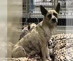 Small Texas Heeler Mix