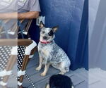 Small #1 Mutt