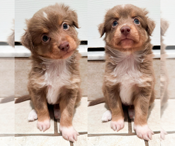 Medium Photo #1 Miniature Australian Shepherd Puppy For Sale in BROOKER, FL, USA