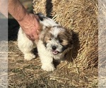 Small #4 Shorkie Tzu-Yorkshire Terrier Mix