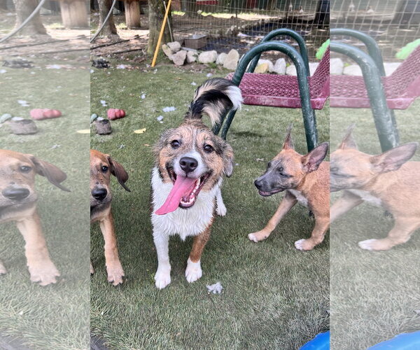 Medium Photo #1 Mutt Puppy For Sale in Tracy City, TN, USA