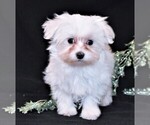 Small Photo #1 Maltese Puppy For Sale in ROCK VALLEY, IA, USA
