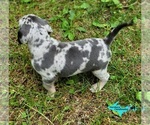 Small #4 Catahoula Leopard Dog