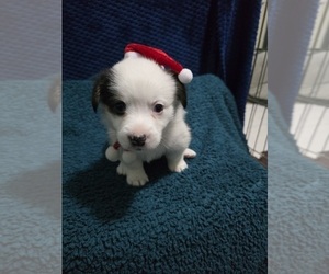 Pembroke Welsh Corgi Puppy for sale in DUARTE, CA, USA