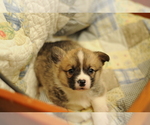 Small Photo #2 Pembroke Welsh Corgi Puppy For Sale in FORT MADISON, IA, USA