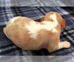 Small Photo #14 Cavalier King Charles Spaniel Puppy For Sale in CARLISLE, KY, USA