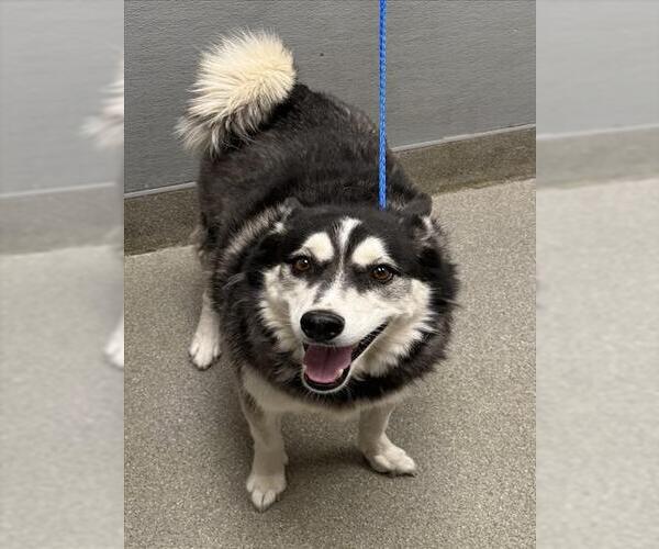 Medium Photo #1 Alaskan Klee Kai-Siberian Husky Mix Puppy For Sale in Las Vegas, NV, USA