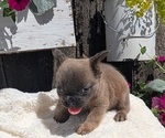 Small Photo #25 French Bulldog Puppy For Sale in GOSHEN, IN, USA