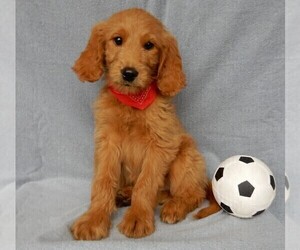 Goldendoodle Puppy for sale in MILLERSBURG, OH, USA