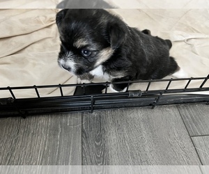 Shorkie Tzu-Siberian Husky Mix Puppy for sale in FONTANA, CA, USA
