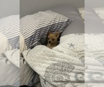 Small #1 Chihuahua