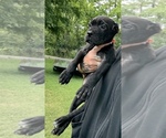 Small #2 Cane Corso