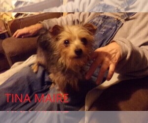 Mother of the Yorkshire Terrier puppies born on 12/17/2021