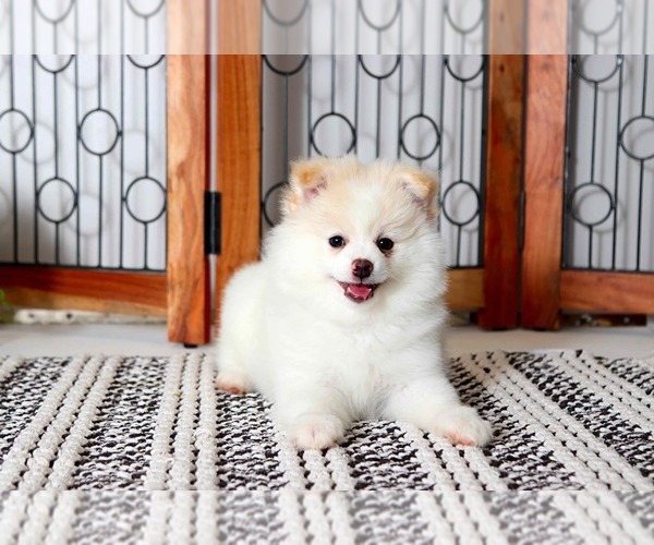 Medium Photo #1 Pomeranian Puppy For Sale in NAPLES, FL, USA