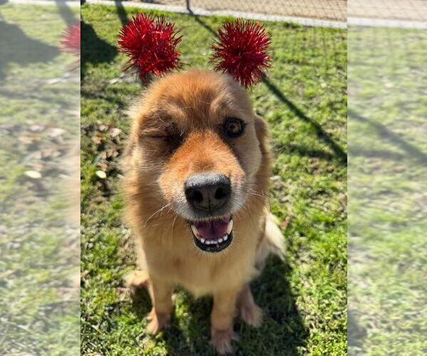 Medium Photo #5 Chow Chow-Golden Retriever Mix Puppy For Sale in San Diego, CA, USA