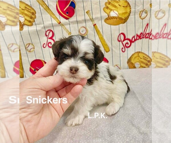 Medium Photo #1 Schnoodle (Miniature) Puppy For Sale in WINNSBORO, LA, USA