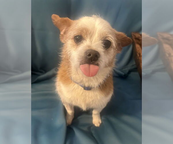 Medium Photo #8 Mutt Puppy For Sale in San Diego, CA, USA