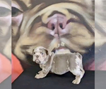 Small Photo #8 English Bulldog Puppy For Sale in WINTER PARK, FL, USA