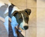 Small Photo #21 Boxer-Unknown Mix Puppy For Sale in Mount Laurel, NJ, USA