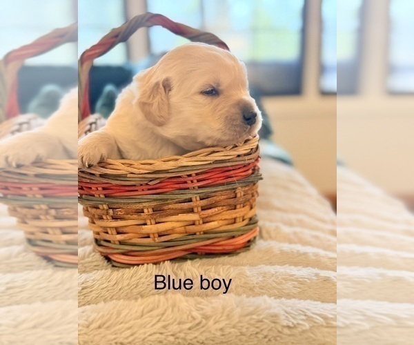 Medium Photo #10 Golden Retriever Puppy For Sale in CHIPPEWA FALLS, WI, USA