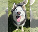 Small Siberian Husky