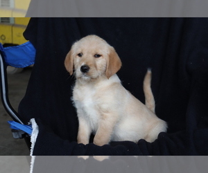 Labradoodle Puppy for sale in SHILOH, OH, USA