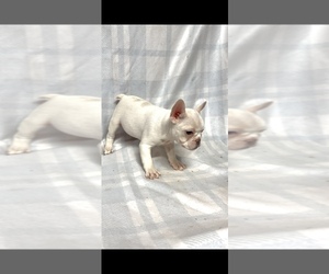 French Bulldog Puppy for sale in DELHI, CA, USA