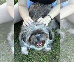 Small Shih Tzu Mix
