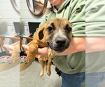 Small Photo #2 Boxador Puppy For Sale in garner, NC, USA