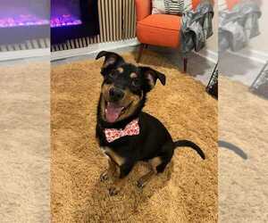 Mutt Dog for Adoption in Springdale, Pennsylvania USA