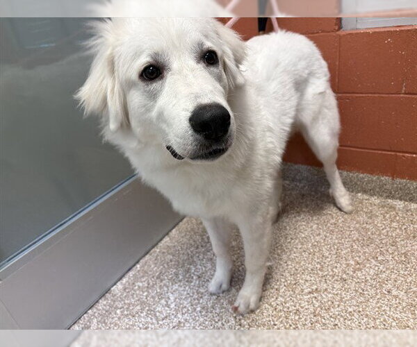 Medium Photo #1 Great Pyrenees Puppy For Sale in Pueblo, CO, USA