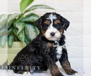 Bernedoodle (Miniature) Puppy for sale in LITITZ, PA, USA