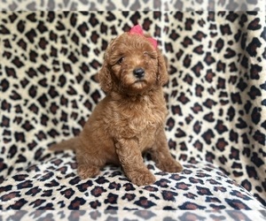 Goldendoodle (Miniature) Puppy for sale in LAKELAND, FL, USA
