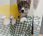 Puppy Benedict Pomsky-Shiba Inu Mix