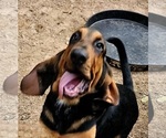 Small #6 Bloodhound