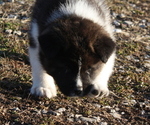 Small #11 Akita