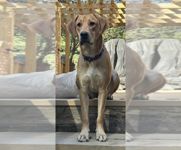 Medium Photo #4 Mutt Puppy For Sale in Boston, MA, USA