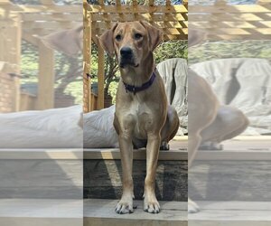 Onna - Female Mutt Dog for Adoption - Photo #4